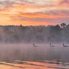 Schwanfamilie im dampfenden See im Morgengrauen