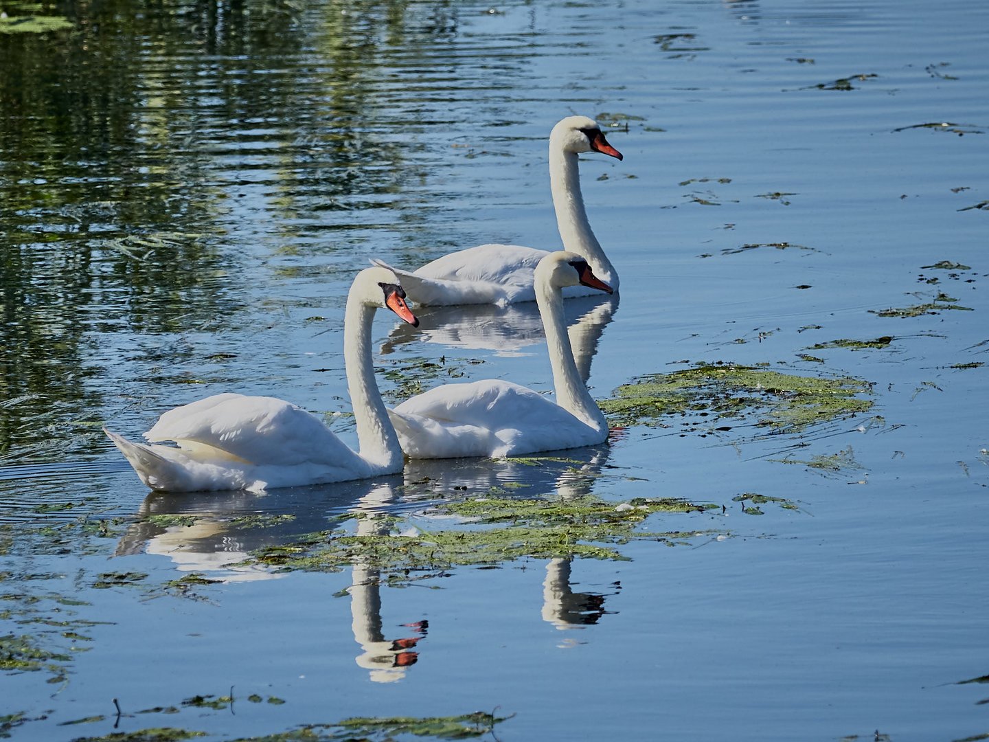 Schwanfamilie im Seewinkel am einser Kanal in Andau