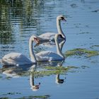 Schwanfamilie im Seewinkel am einser Kanal in Andau