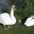 Schwanfamilie in der Grün 80.