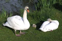 Schwanfamilie in der Grün 80.