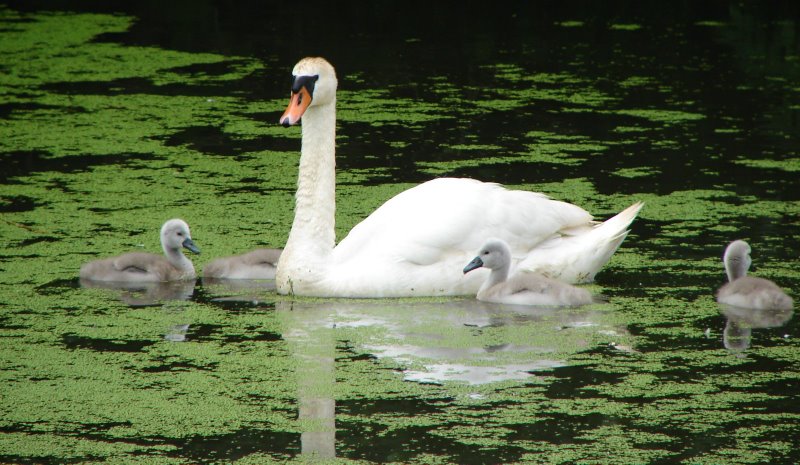 Schwanfamilie mit Schwan