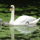 Schwanfamilie mit Schwan