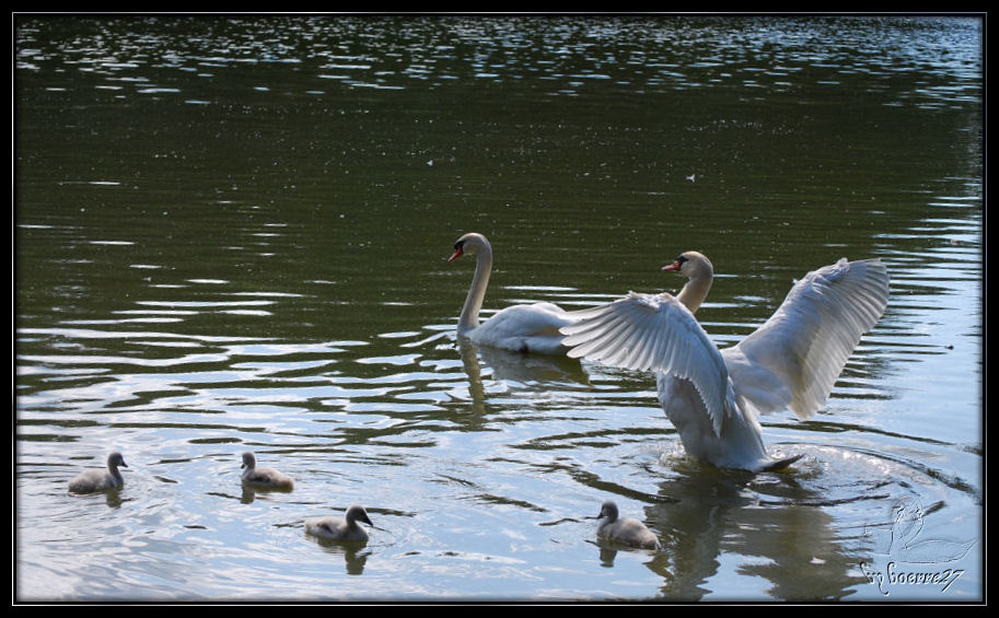 Schwanfamilienausflug