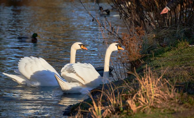 Schwanfütterung 