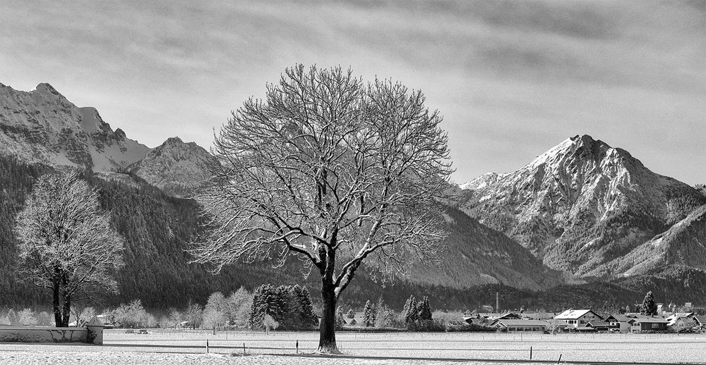 Schwangau - Ostallgäu