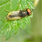 schwangere Schwebfliege - FÜR DEN KANONENPUTZER! (-: -