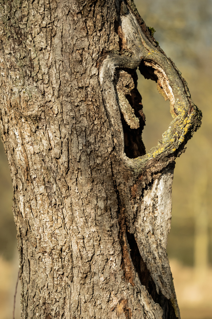 Schwangerer Baum