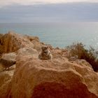 Schwangeres Hörnchen auf Fuerteventura die 2te