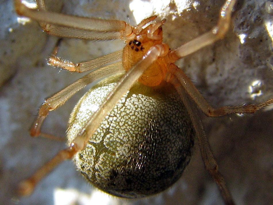 ?Schwangeres Kreuzspinnenweibchen?