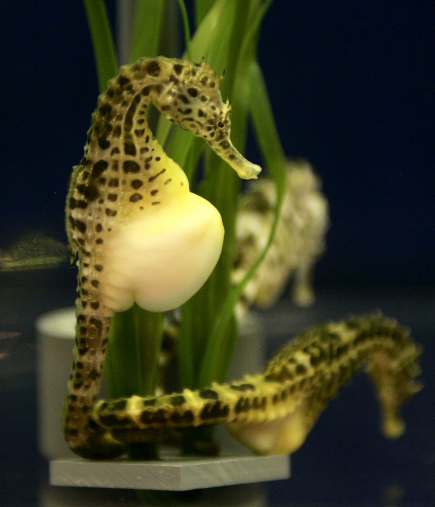 Schwangeres Seepferd Foto & Bild | tiere, zoo, wildpark & falknerei