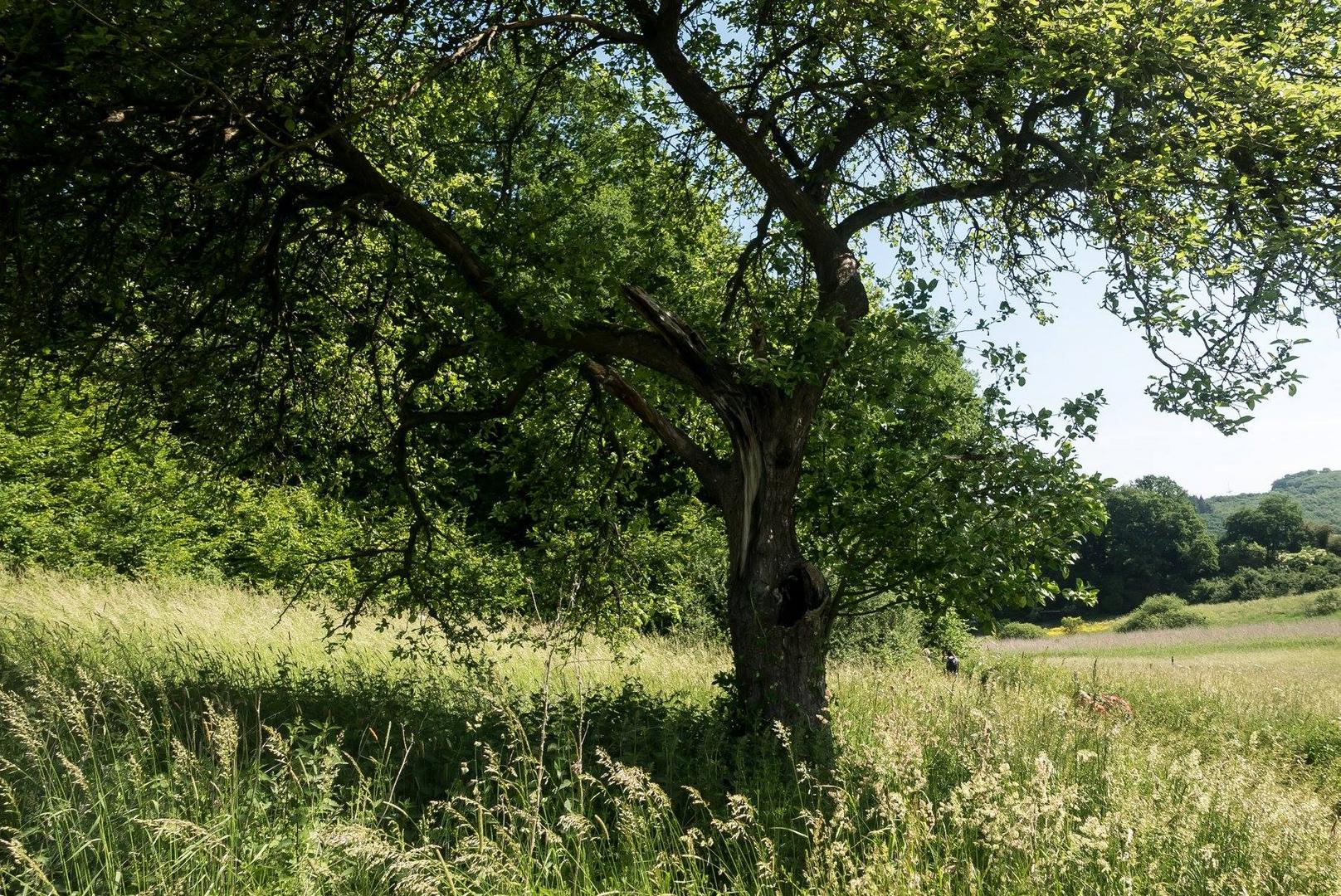 Schwanheimer Düne