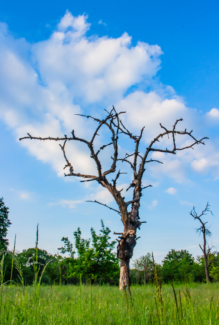 Schwanheimer Düne, Kurzurlaub für die Seele