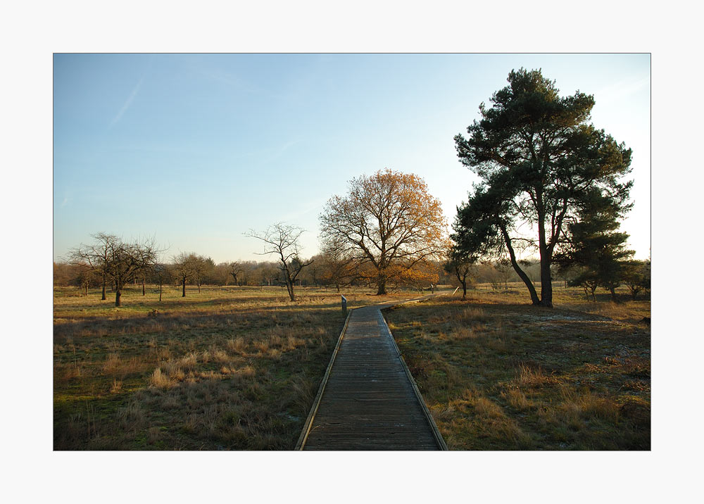 Schwanheimer Dünen