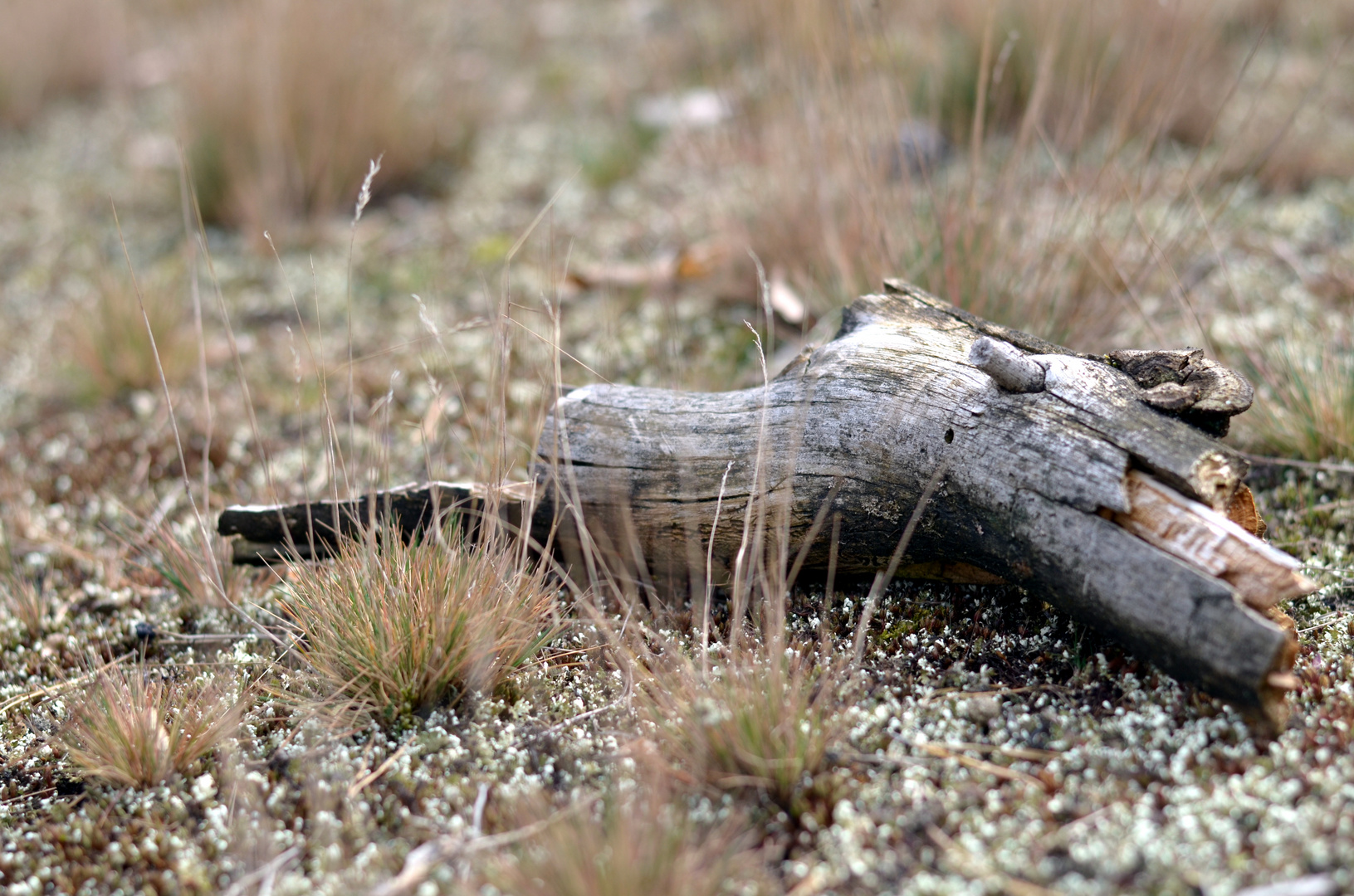 Schwanheimer Dünen im März 2014