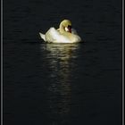 Schwan_Hirschauer_Bucht