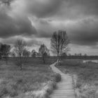 Schwankender Weg im Hochmoor