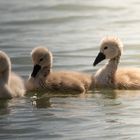 Schwankinder am Rhein am 30.05.2023