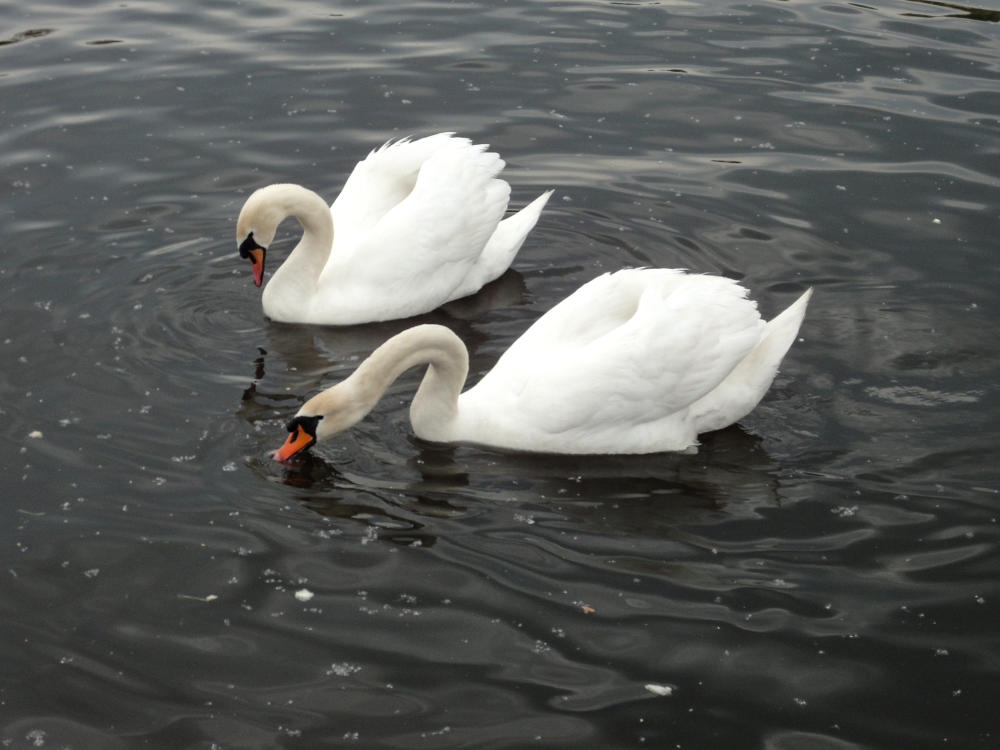 Schwanliebe im Treptower Park