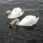 Schwanliebe im Treptower Park