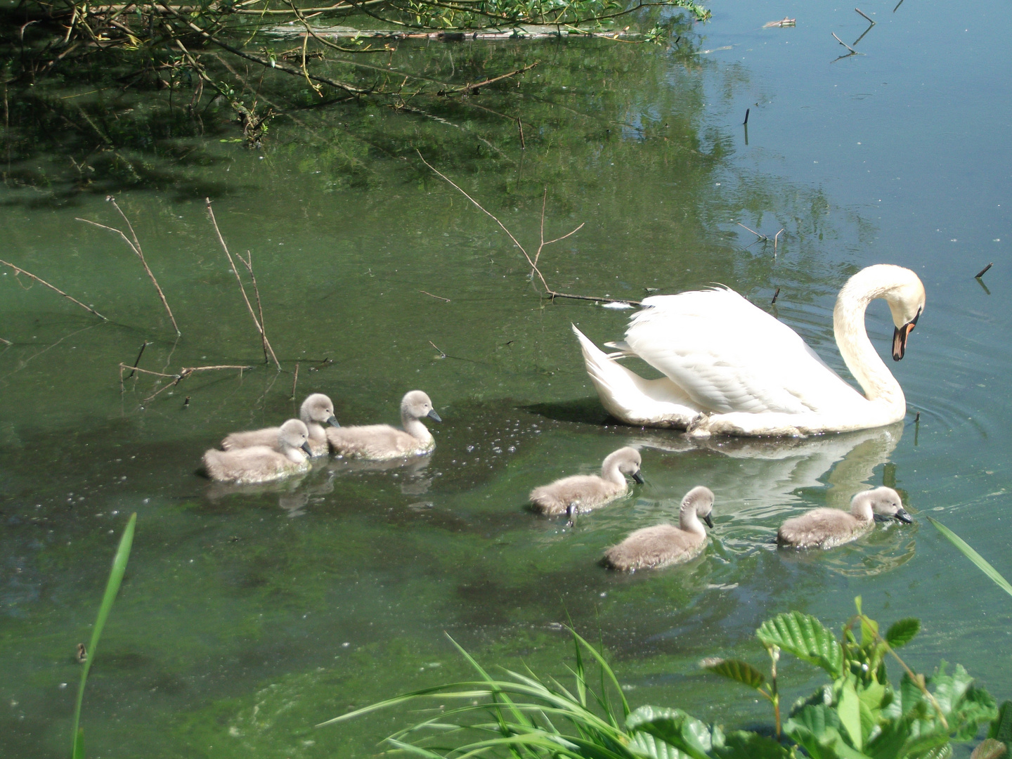 Schwanmama mit Babys