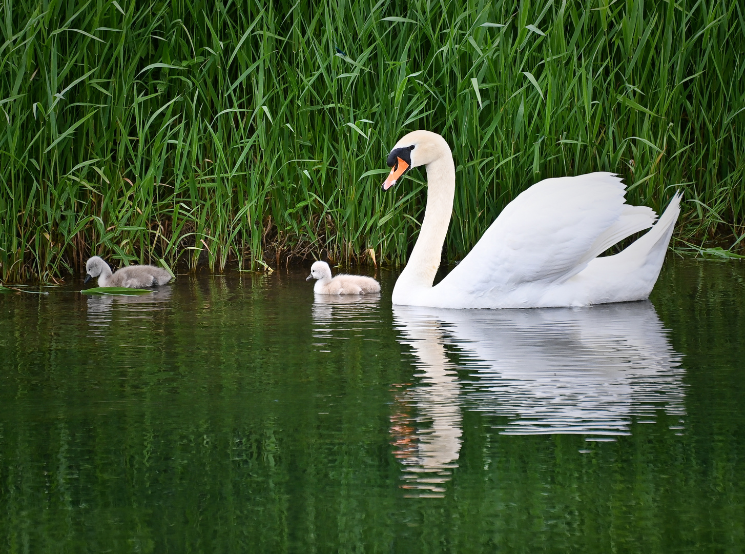 Schwan_mit_Babys