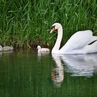 Schwan_mit_Babys