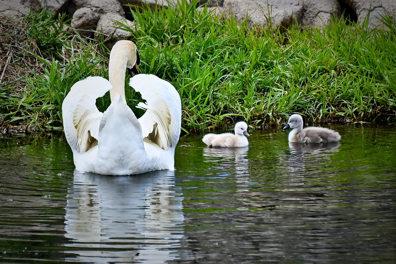 Schwan_mit_Babys_2