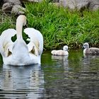 Schwan_mit_Babys_2