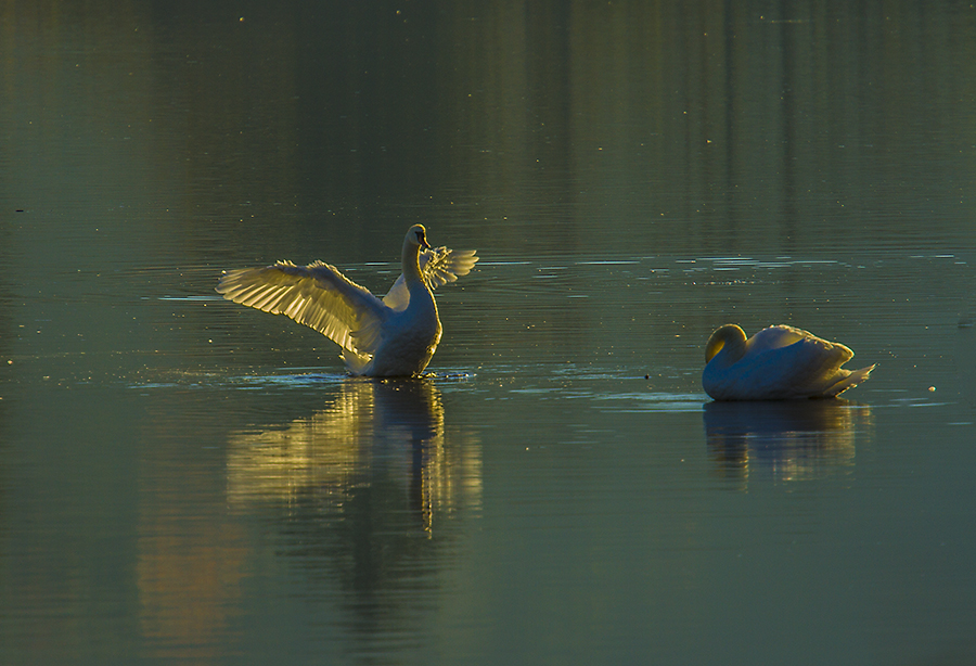 Schwannensee 02