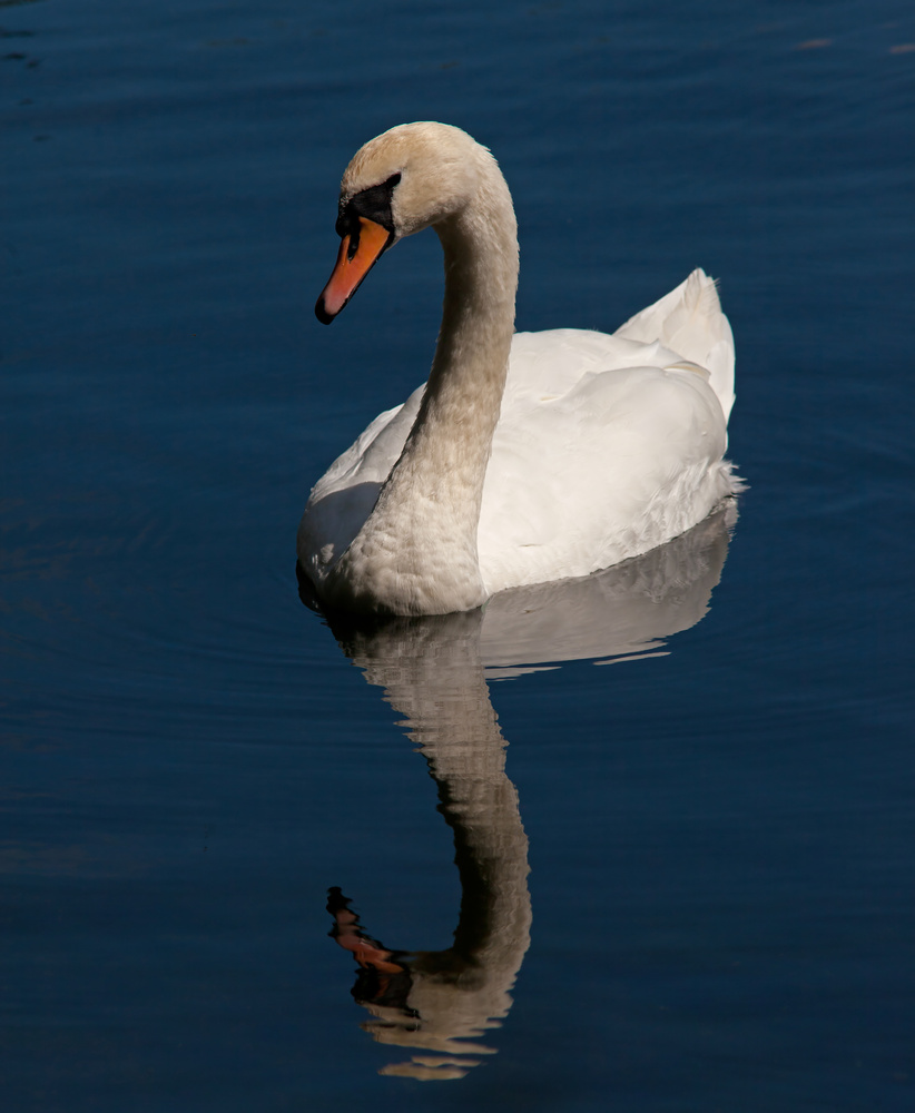 schwannensee