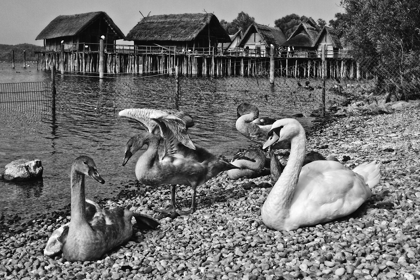 schwannensee