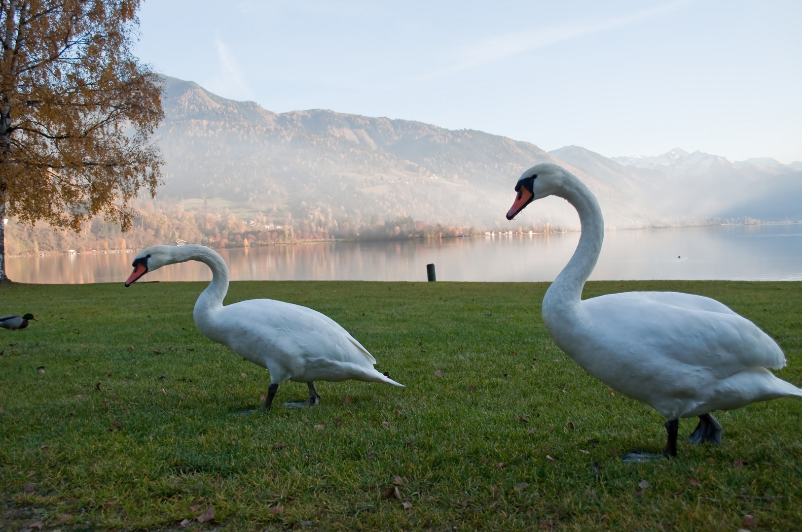 Schwannensee