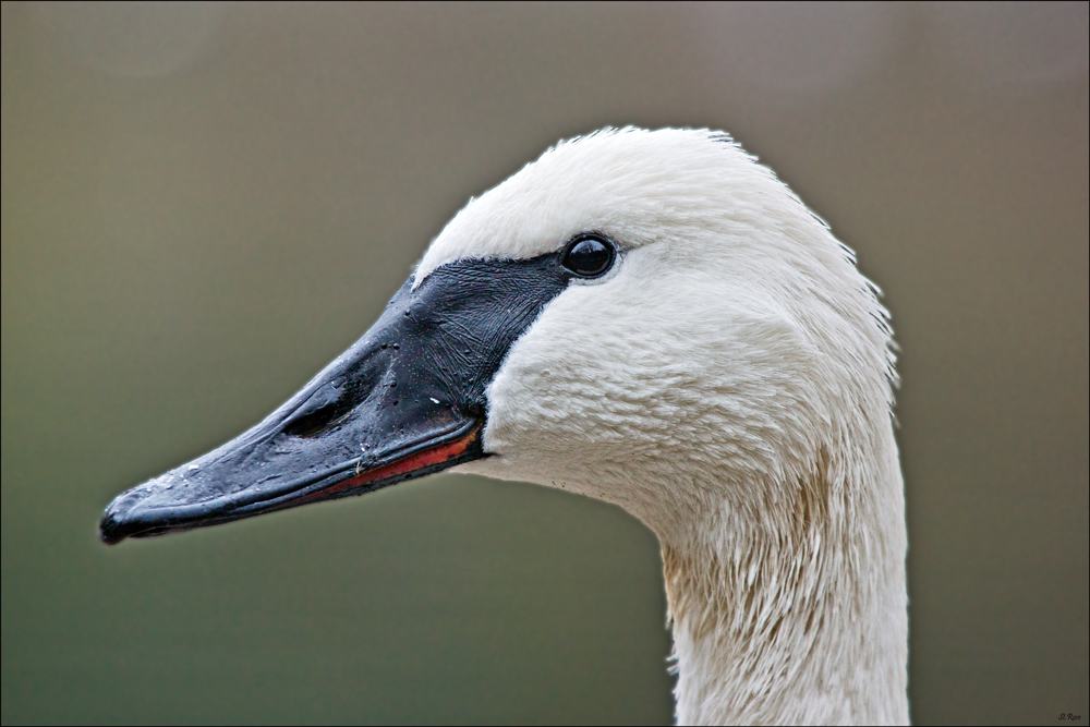 Schwanportrait