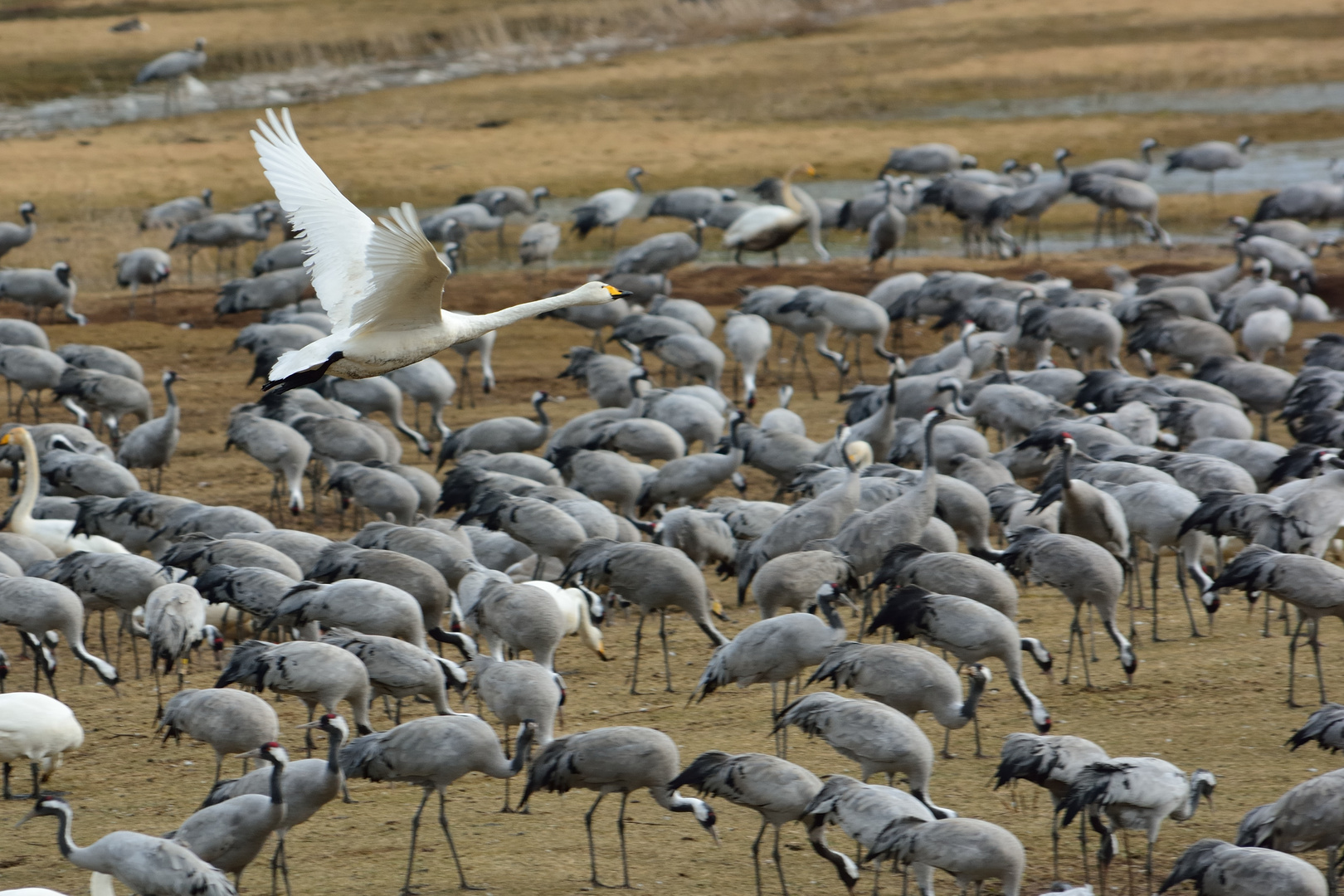 Schwan´s Kontrollflug