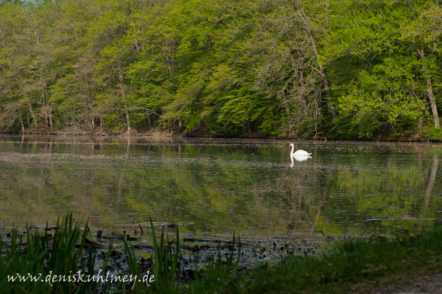 schwansee