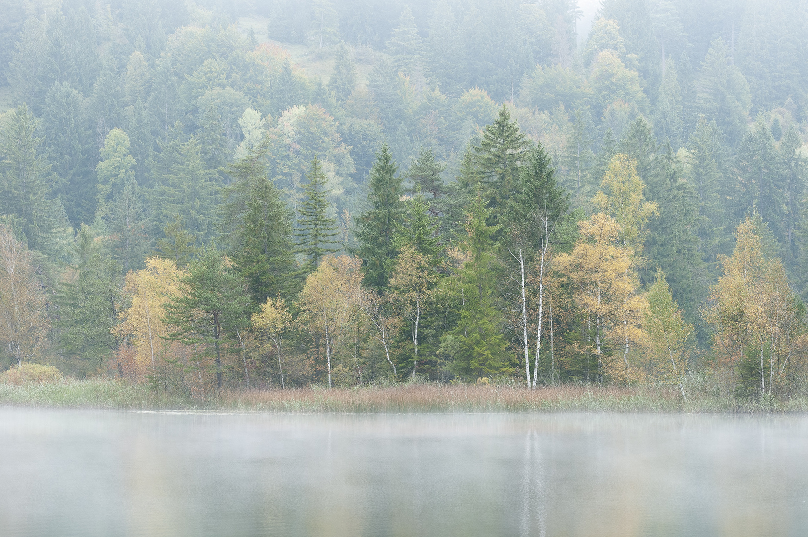 Schwansee im Nebel