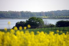 Schwansener See zur Rapsblüte