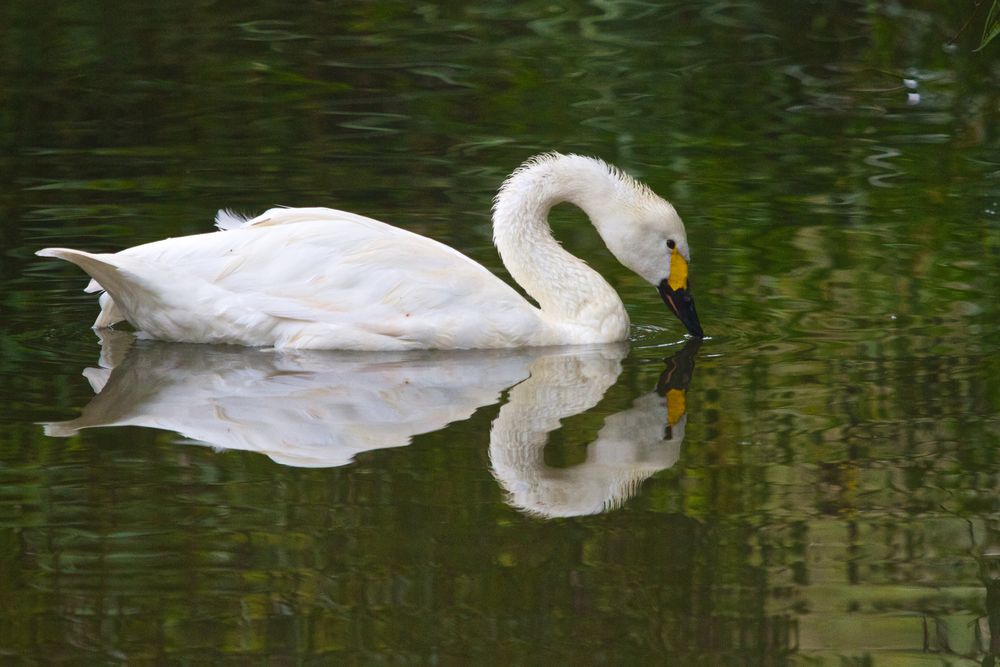 Schwanspiegelung