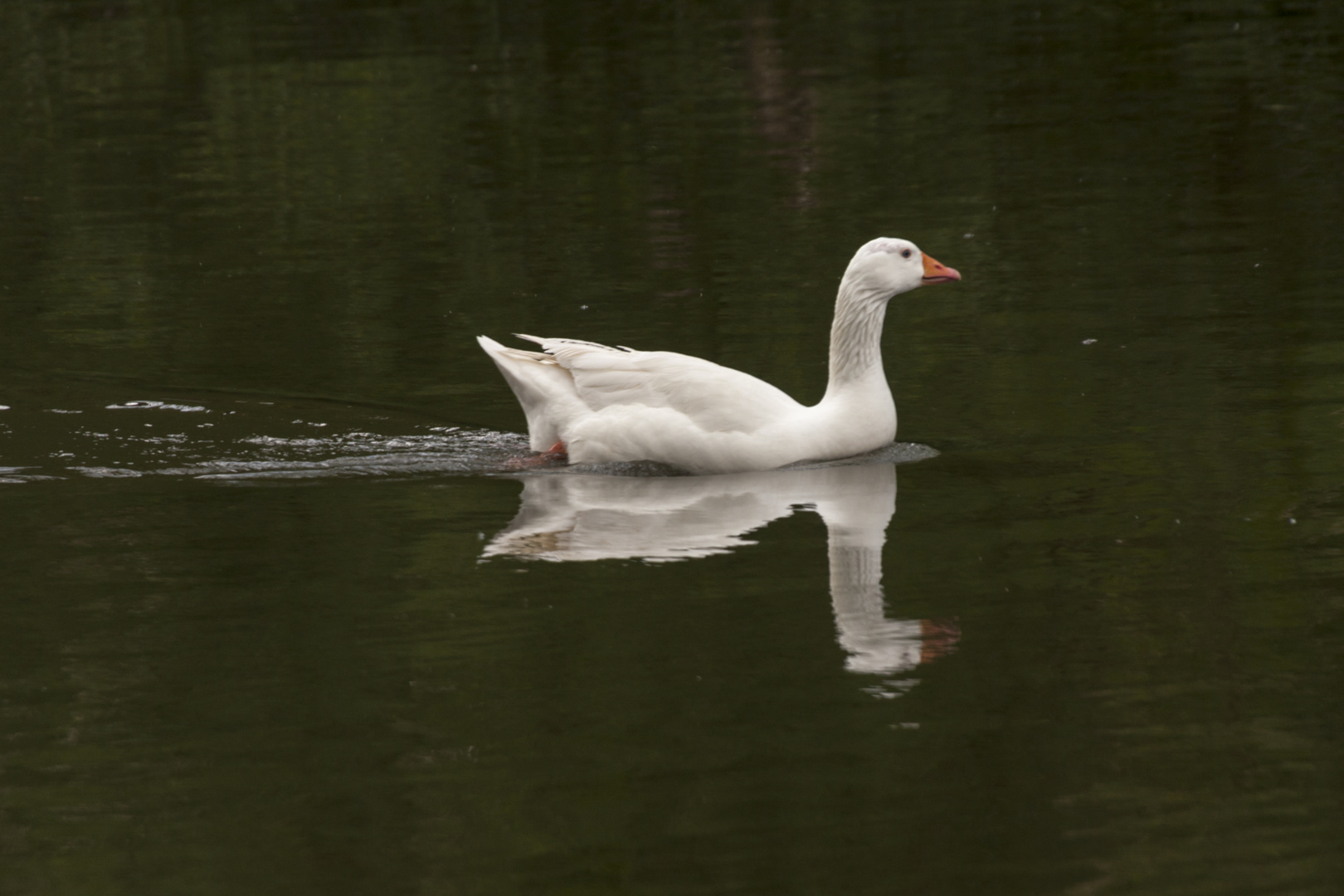 Schwanspiegelung