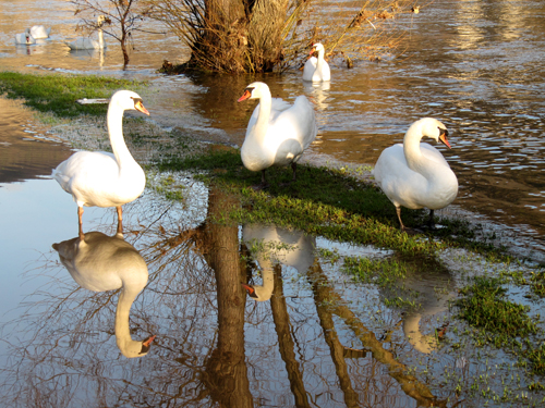 Schwantreffen