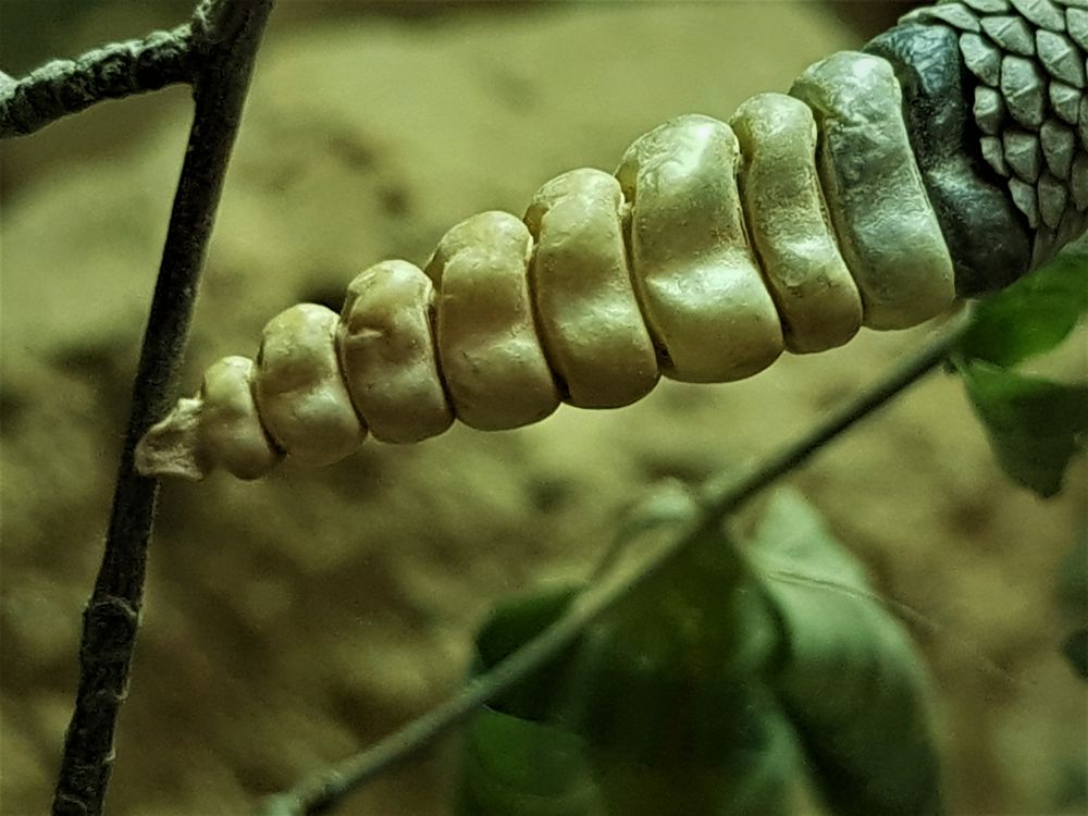 Schwanz Foto Bild Tiere Zoo Wildpark Falknerei Amphibien Reptilien Bilder Auf Fotocommunity