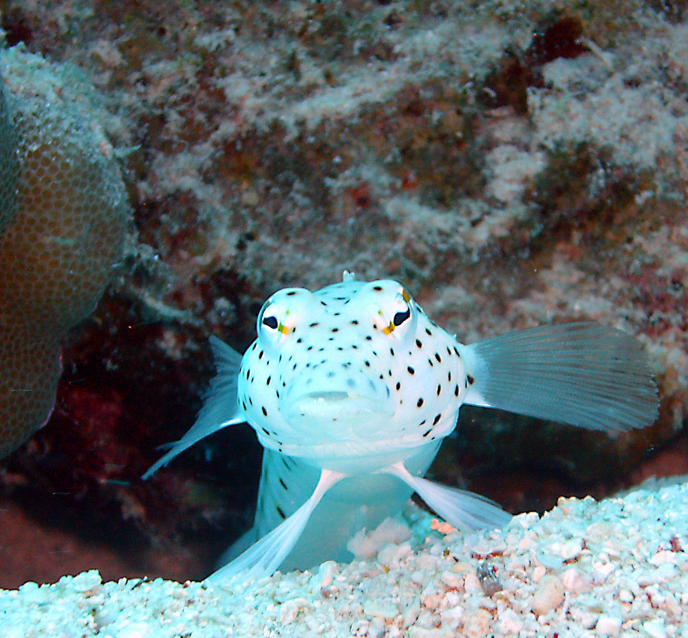 Schwanzfleck-Sandbarsch (Parapercis hexophtalma)