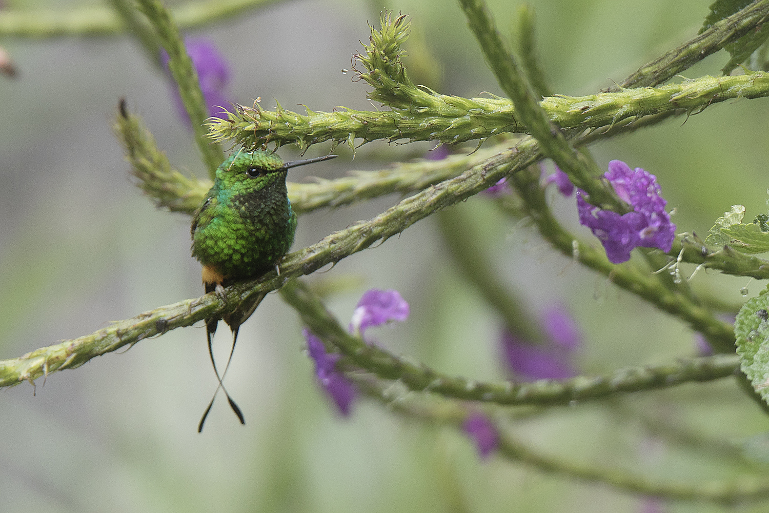 Schwanzkolibrili