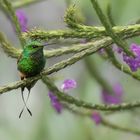 Schwanzkolibrili