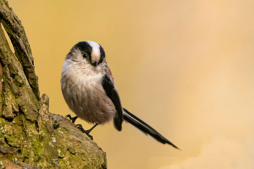 Schwanzmeise  17/2 - Aegithalos caudatus