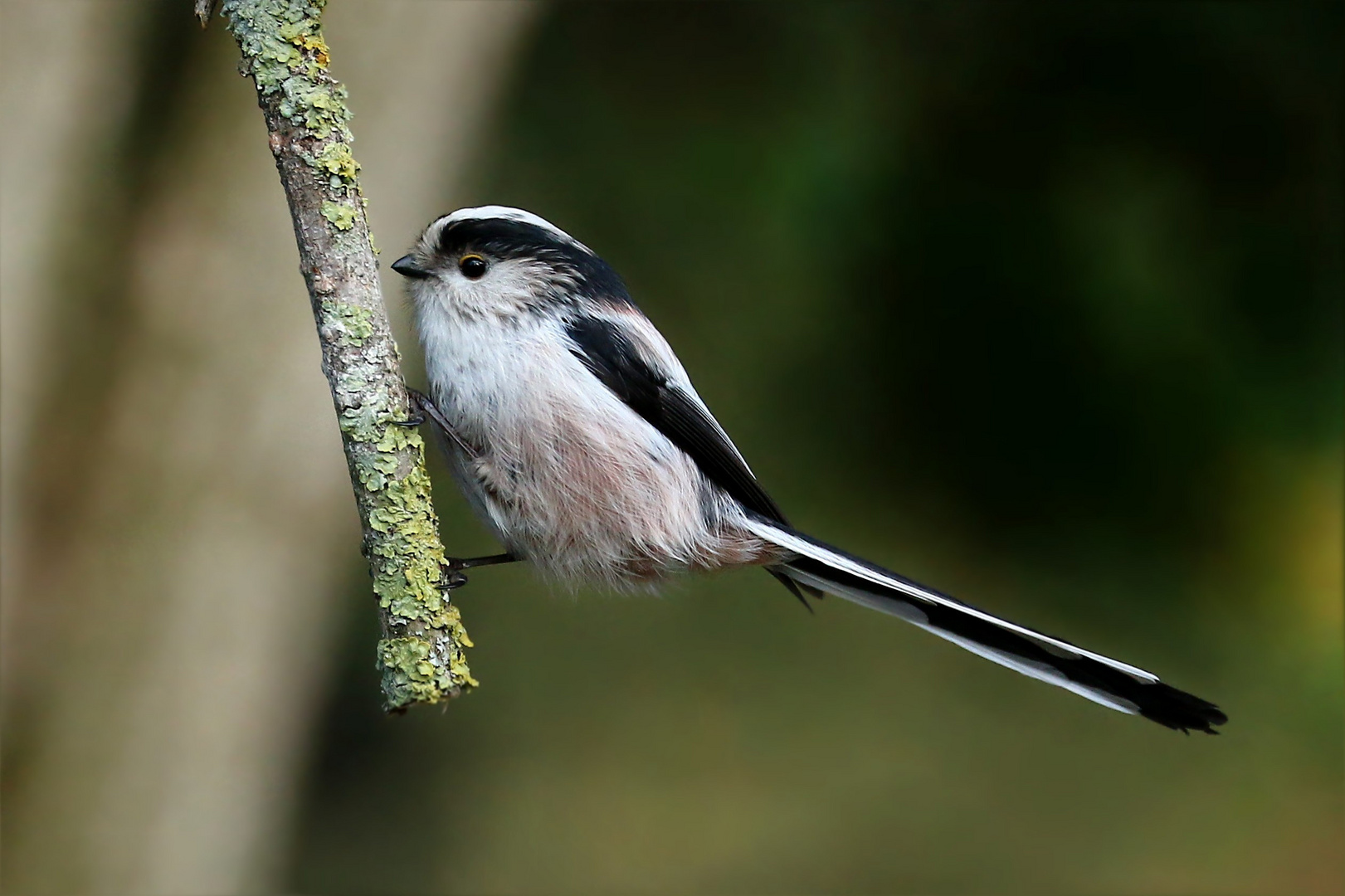 schwanzmeisen bilder