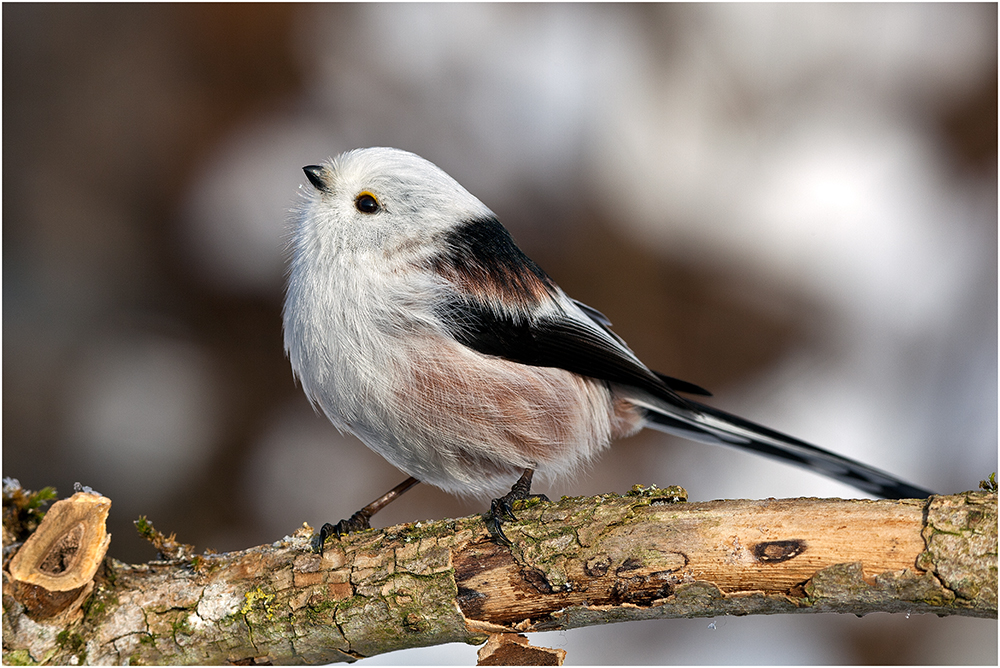 schwanzmeisen bilder