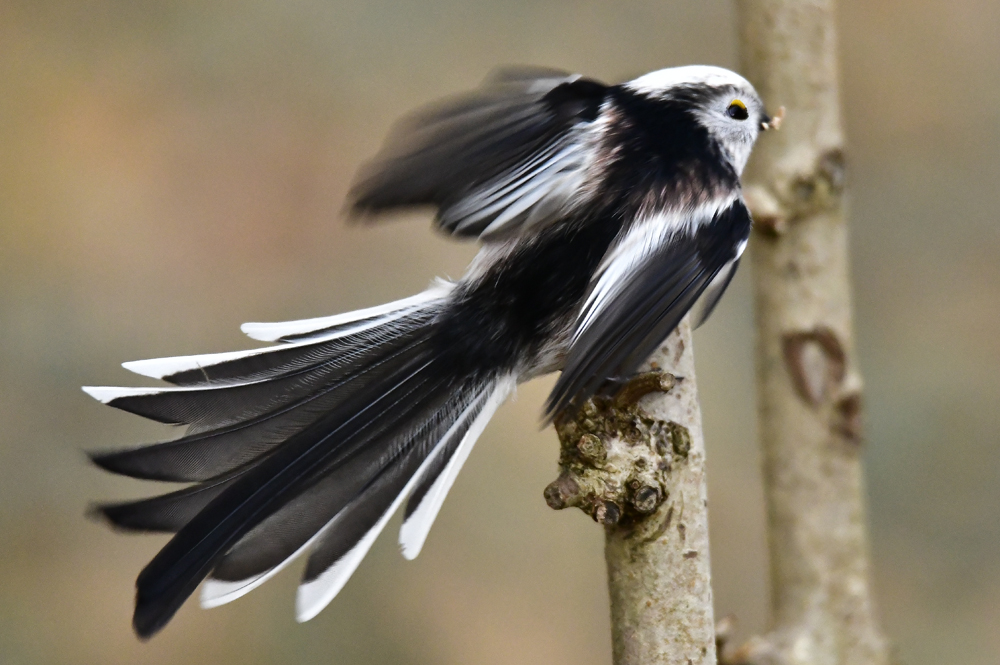 Schwanzmeise Abflug