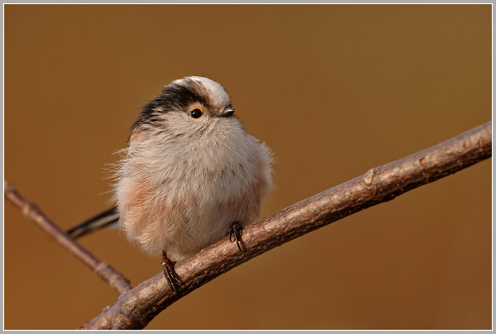 Schwanzmeise (Aegithalos caudatus)